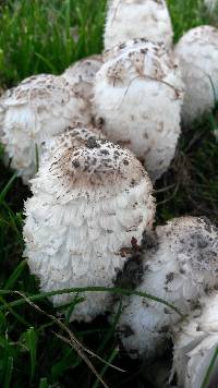 Coprinus comatus image