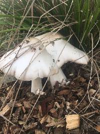 Volvariella gloiocephala image