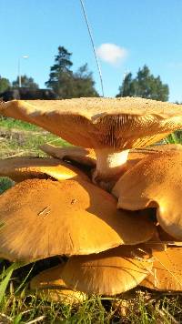 Gymnopilus junonius image