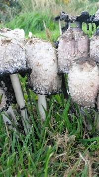 Coprinus comatus image