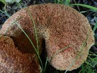 Suillus lakei image