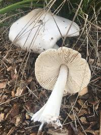 Volvariella gloiocephala image