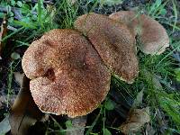 Suillus lakei image