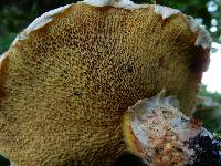 Suillus lakei image