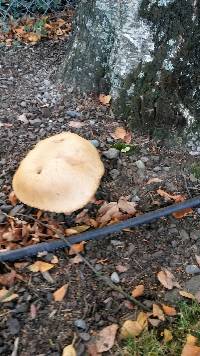 Leccinum scabrum image