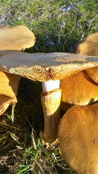 Gymnopilus junonius image