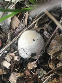 Volvariella gloiocephala image