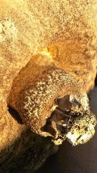 Leccinum scabrum image