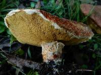 Suillus lakei image