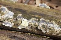 Trametes versicolor image