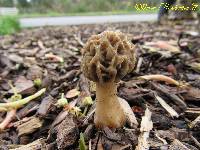 Morchella importuna image