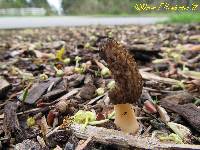 Morchella importuna image