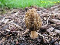 Morchella importuna image