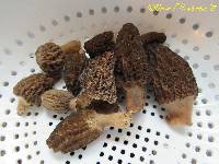 Morchella importuna image