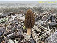 Morchella importuna image