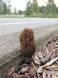 Morchella importuna image