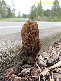 Morchella importuna image