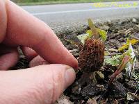 Morchella importuna image