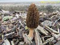 Morchella importuna image