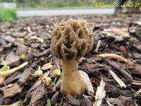 Morchella importuna image