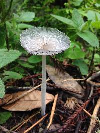 Coprinopsis lagopus image