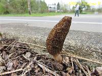 Morchella importuna image