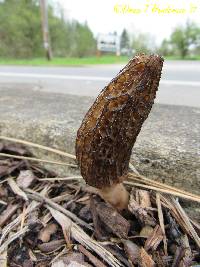 Morchella importuna image