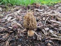 Morchella importuna image