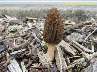 Morchella importuna image