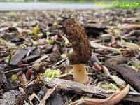 Morchella importuna image