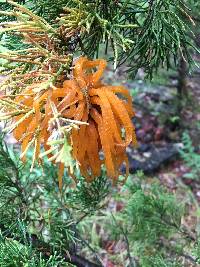 Gymnosporangium juniperi-virginianae image