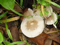 Psathyrella candolleana image