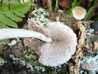 Psathyrella candolleana image