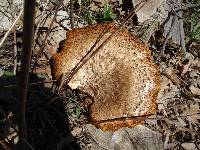 Polyporus squamosus image