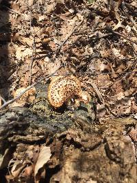 Polyporus squamosus image