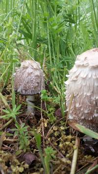 Coprinus comatus image