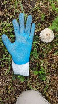 Coprinus comatus image