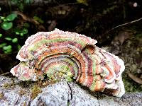 Trametes versicolor image