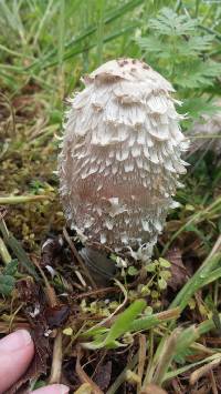 Coprinus comatus image