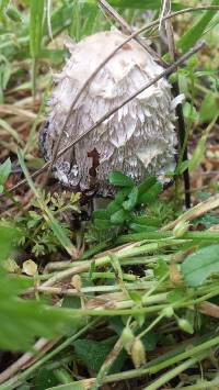 Coprinus comatus image