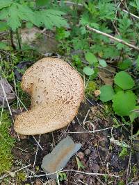 Polyporus squamosus image