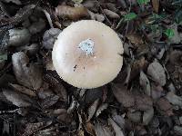 Amanita velosa image