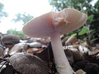 Amanita velosa image