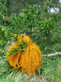 Gymnosporangium juniperi-virginianae image