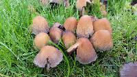 Coprinellus micaceus image