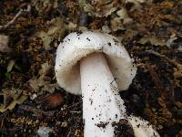 Volvariella gloiocephala image