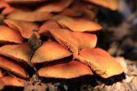 Gymnopilus junonius image