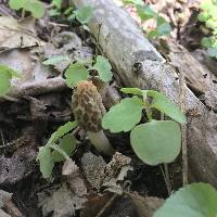 Morchella diminutiva image