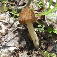 Morchella punctipes image