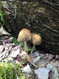 Coprinellus micaceus image